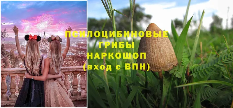 что такое   Малоархангельск  Галлюциногенные грибы Psilocybe 